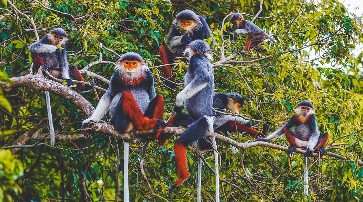 What wildlife can be found in Cuc Phuong National Park? park